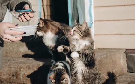 kattenvoer graanvrij