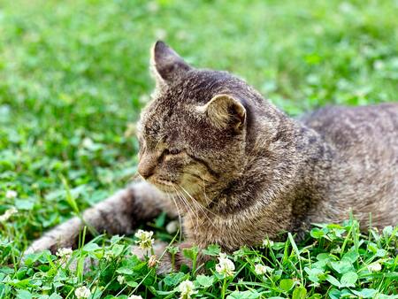 kattenvoer zonder granen