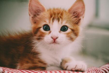 kitten brokjes