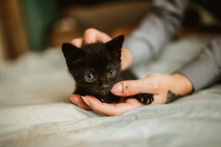 kitten brokken