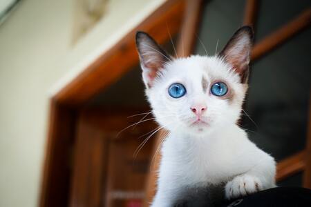 kittenbrokjes