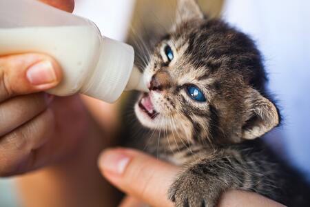 kittenvoer