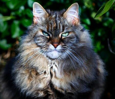 royal canin kat senior