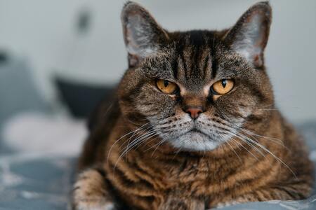 beste kattenbakvulling