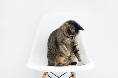 beste vlooienmiddel kat