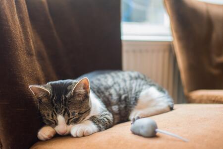 kattenbakvulling klontvormend