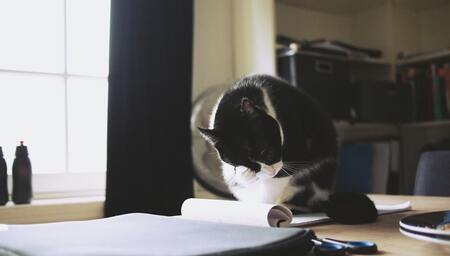 klonterende kattenbakvulling