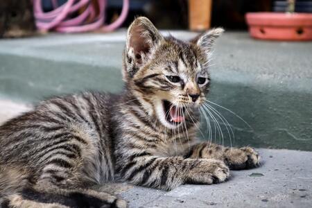 silica kattenbakvulling