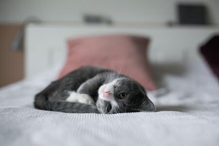 silica korrels kattenbak
