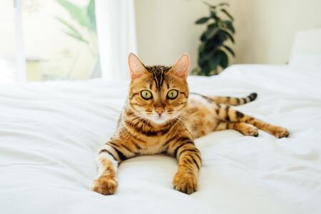 vlooien druppels kat