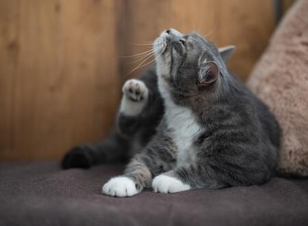 vlooiendruppels kat