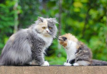 beste natvoer kitten