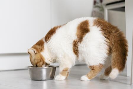 bio kattenvoer