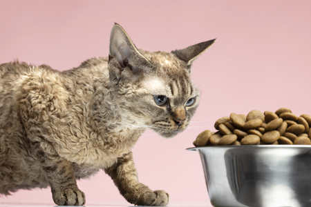 biologisch kattenvoer