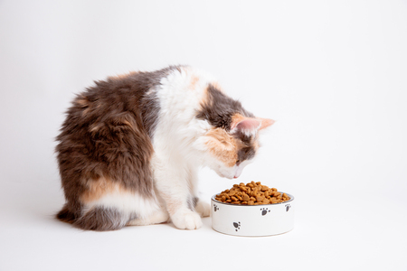 biologische kattenbrokken