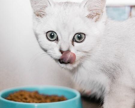 hypoallergene voeding kat