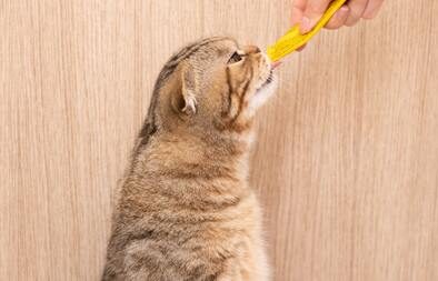 kattenvoer gesteriliseerde kat