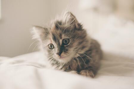 kitten 18 weken