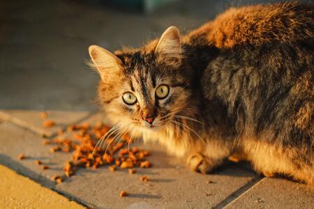 royal canin gesteriliseerde kat