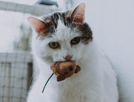 voer voor gesteriliseerde katten