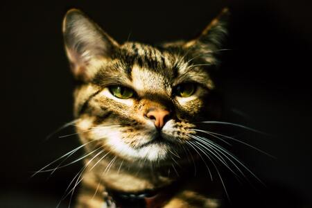 laser kat