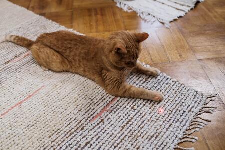 laserlampje kat