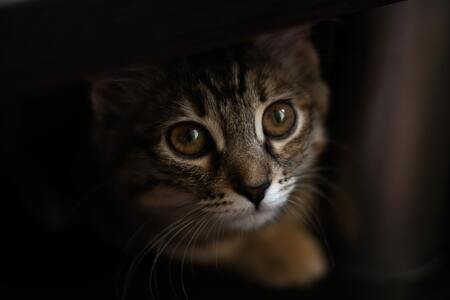 laserpen kat