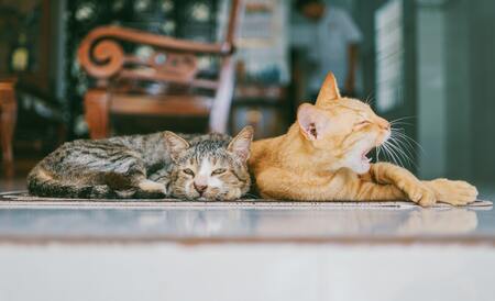 laserpen voor katten