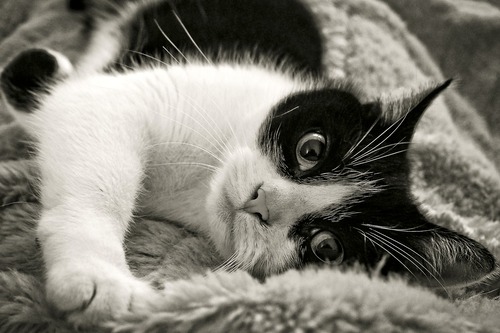 beste fluffy kattenmand