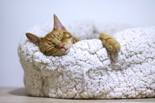 donut fluffy kattenmand