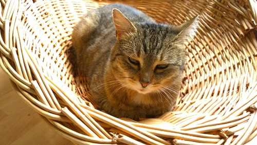 fluffy kattenmand