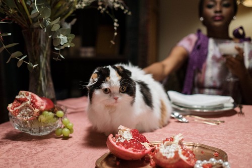 mag een kat kaas eten