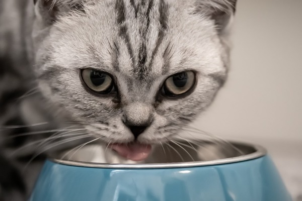voedselcontainer kat