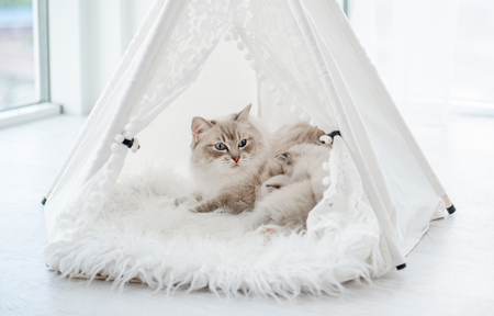 kat tipi