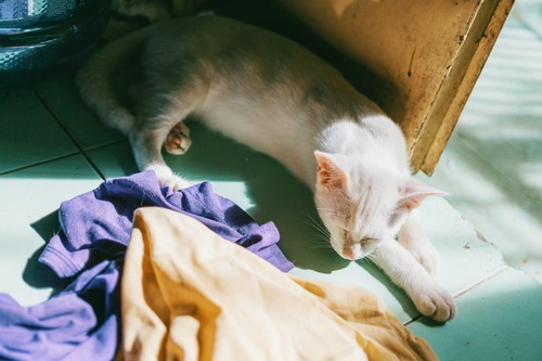 koelmat kat
