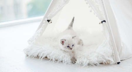 tipi tent katten
