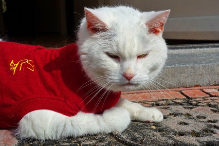medical pet recovery shirt
