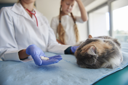 ontworm kitten