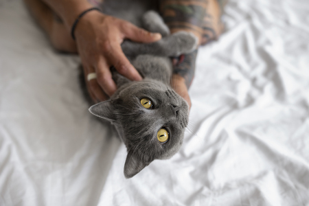 ontwormen kat