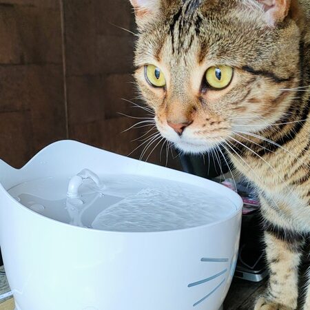 catit pixi