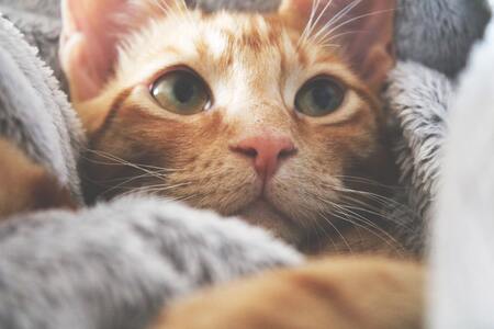 design kattenbak