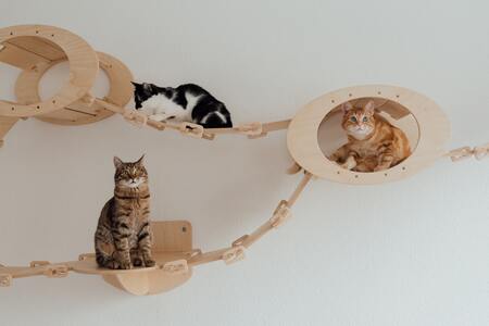 beste katten klimmuur