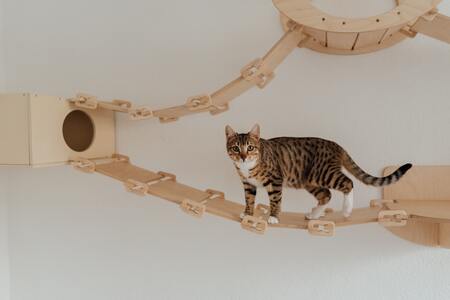 katten klimwand