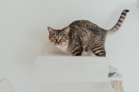 klimmuur kat