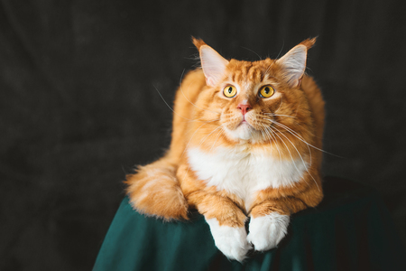 krabpaal grote kat