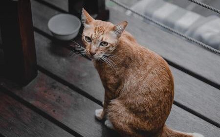 beste kattenvoer