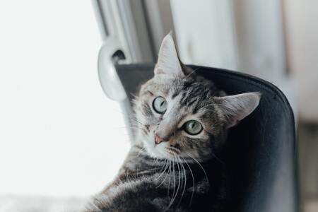 grote kattenbak maine coon