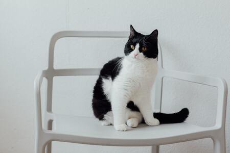 grote kattenbak