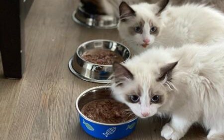 hypoallergeen voer kat