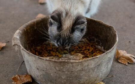 hypoallergene kattenvoer